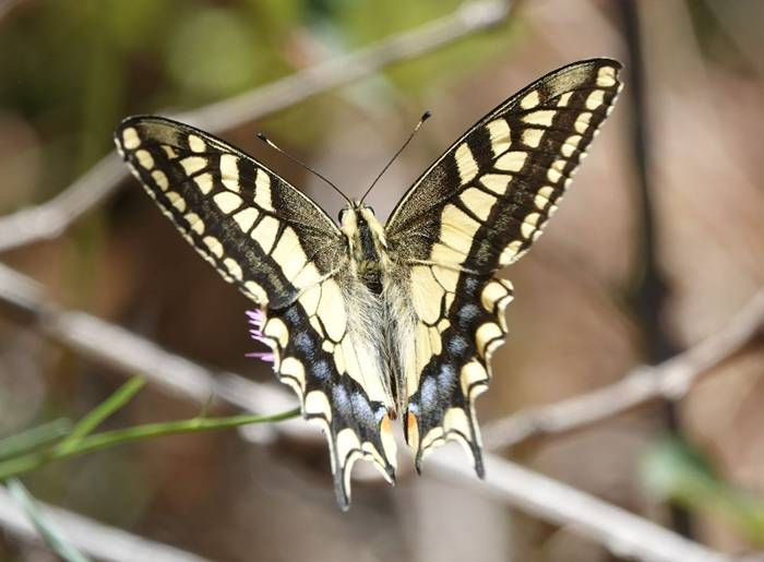 Common Swallowtail © Martin Pitt, June 2026 tour.JPG