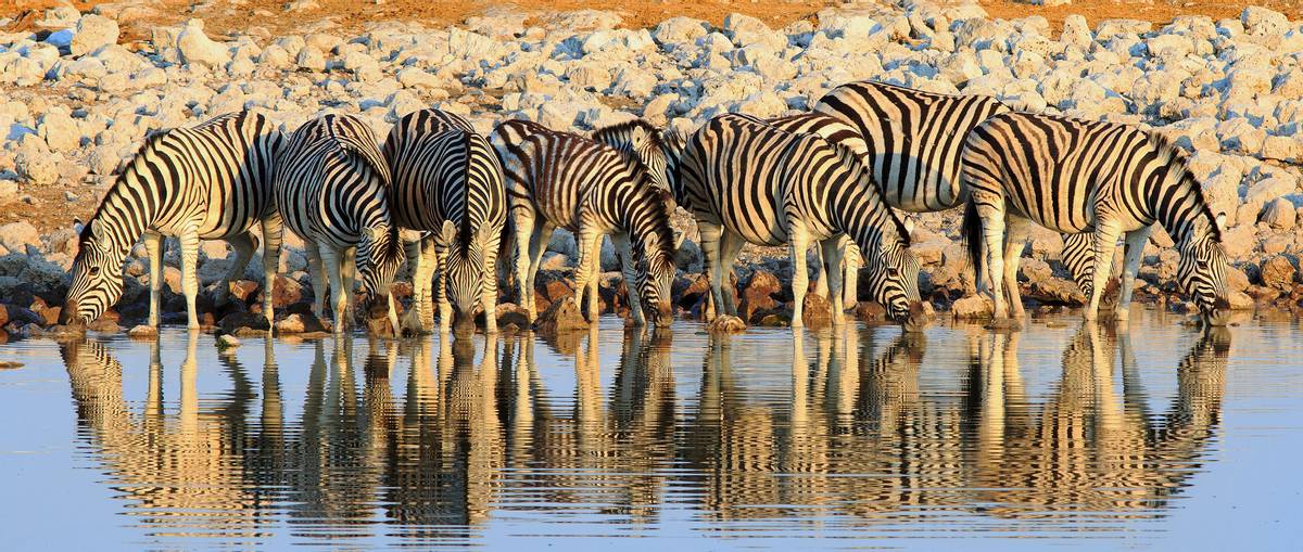 Zebra, Etosha, Namibia shutterstock_366099158.jpg