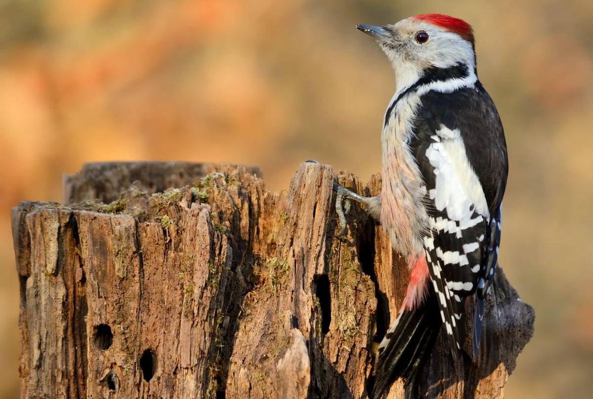 Middle-spotted Woodpecker shutterstock_252447778.jpg
