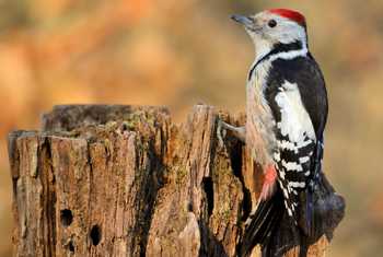 Middle-spotted Woodpecker shutterstock_252447778.jpg