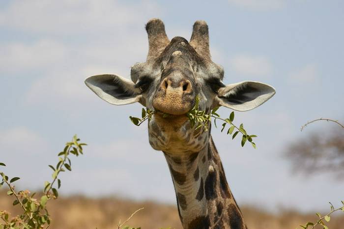 Masai Giraffe (Andrew Griffin)