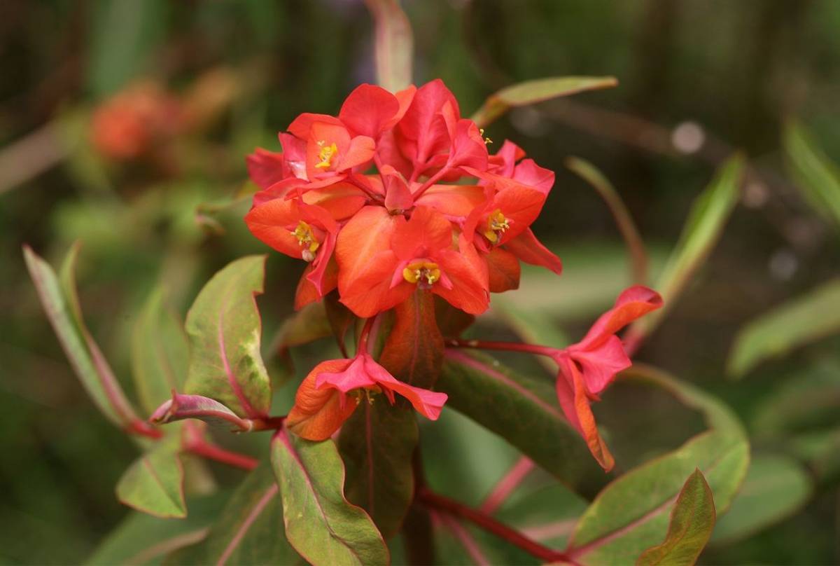 Euphorbia griffithii (David Tattersfield).jpg