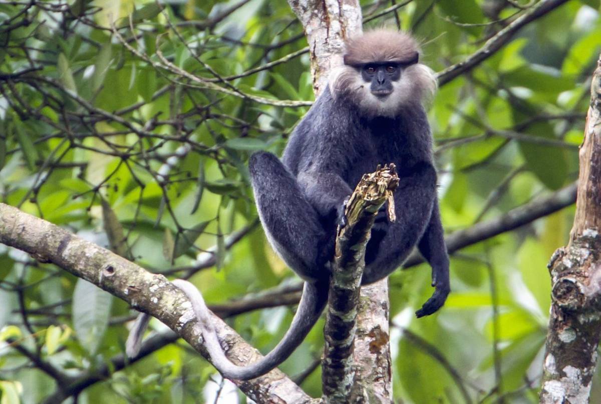 Purple Faced Langur