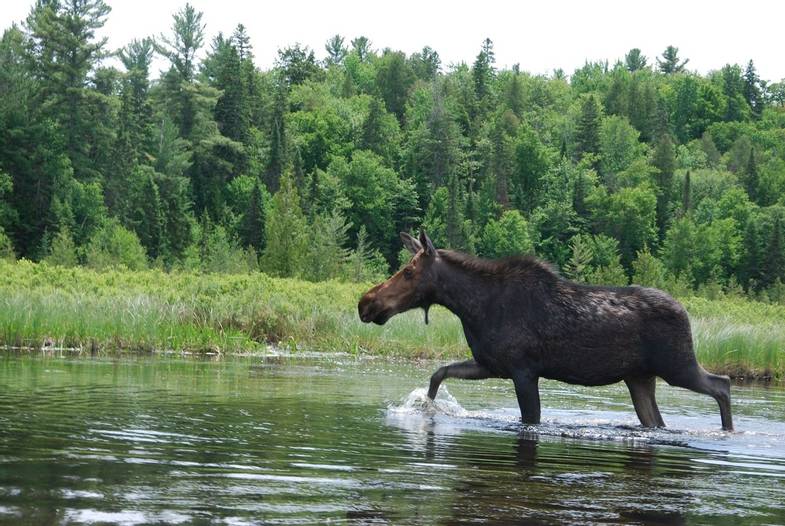 Northern Edge Algonquin moose.jpg