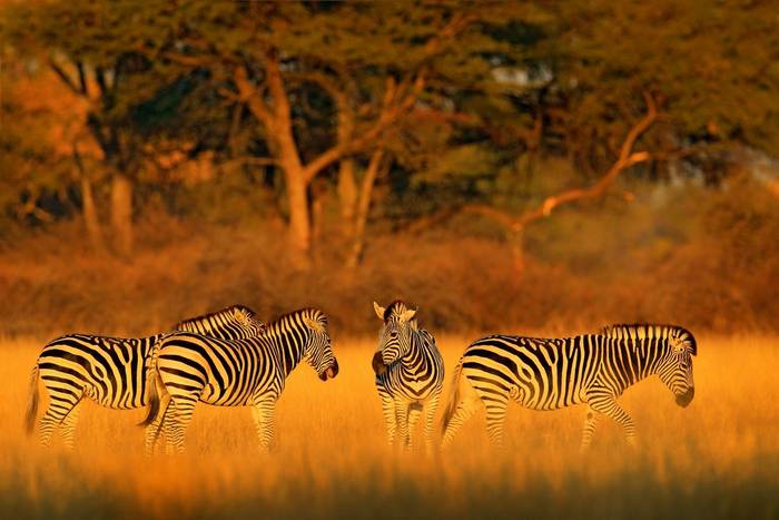 Plains Zebra, Botswana shutterstock_1130322605.jpg