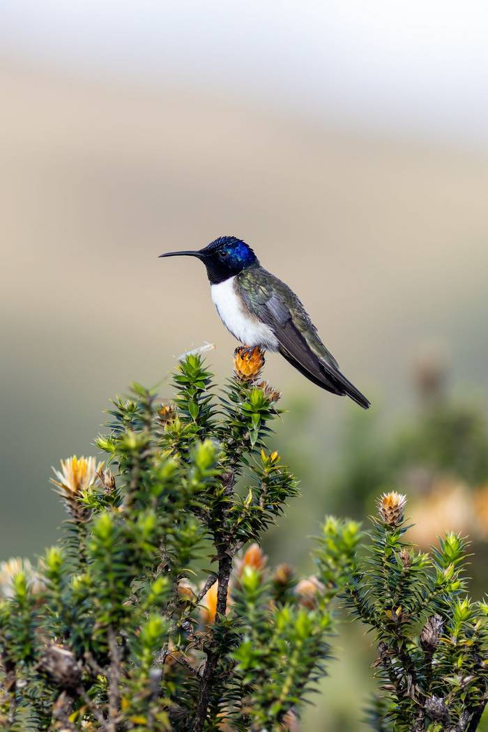 Ecuadorian Hillstar © Francisco Muñoz.jpg