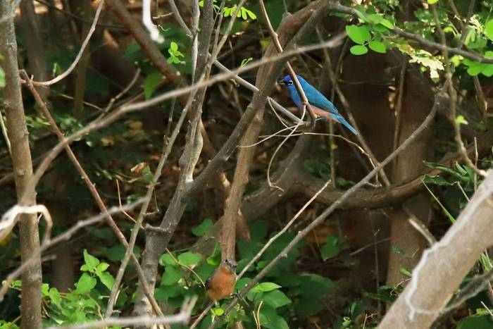 Rose-bellied Buntings, Luca Boscain.JPG