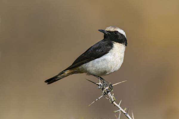 Mourning Wheatear shutterstock_542204371.jpg