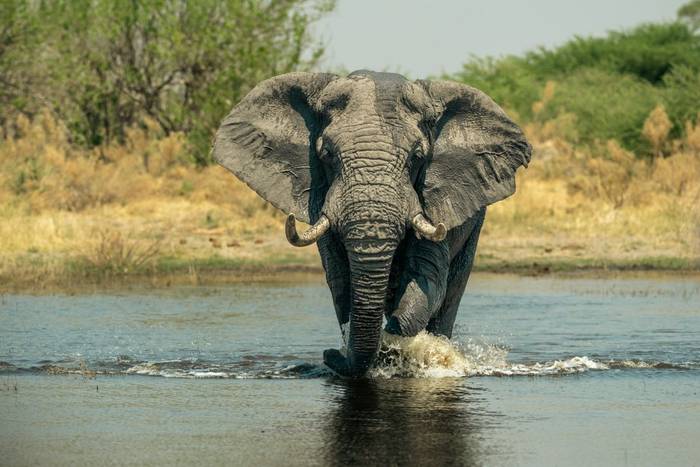 Elephant © Will Crombie, October '25 tour.jpg