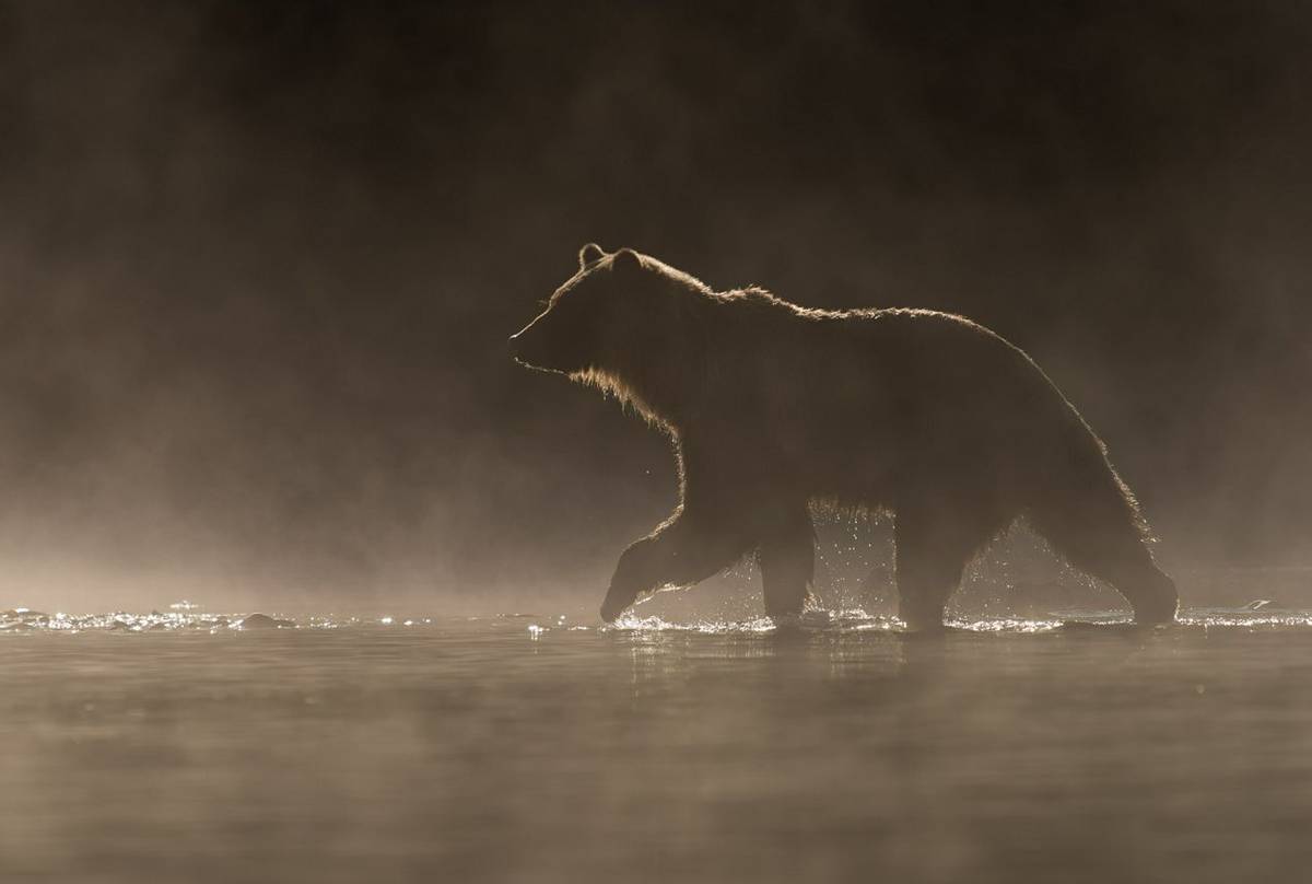 Grizzly Bear, Canada Shutterstock 731804599