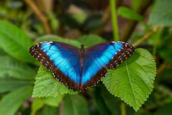 Menelaus Morpho butterfly shutterstock_1268400931.jpg