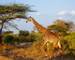 Giraffe in  East Tsavo Park in Kenya