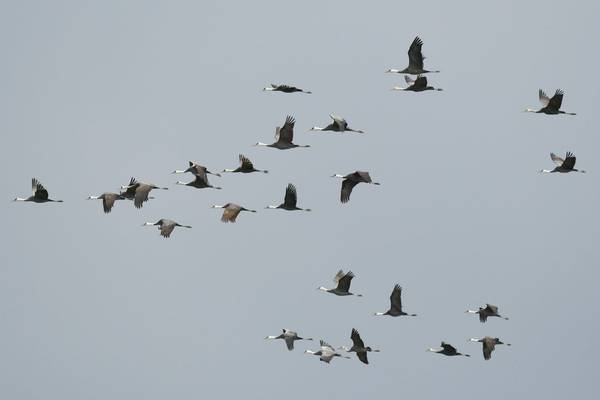 Hooded Cranes Kyushu