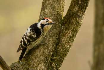 Lesser Spotted Woodpecker shutterstock_1379526626.jpg