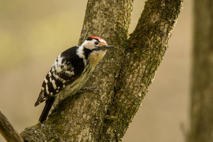 Lesser Spotted Woodpecker shutterstock_1379526626.jpg