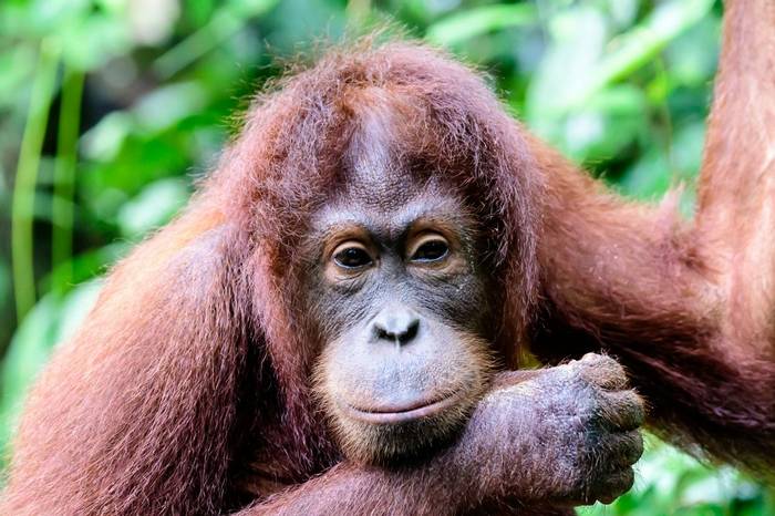 Orangutan (Trevor Platt)