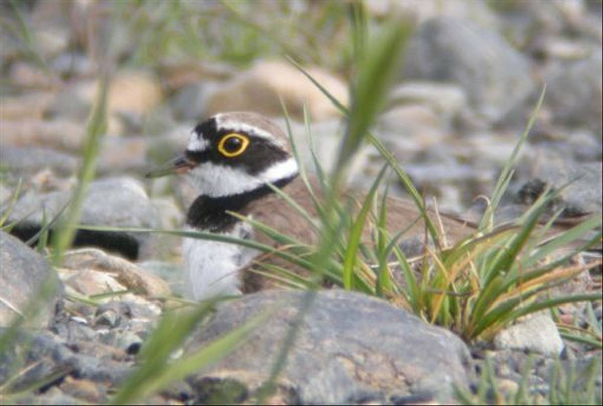 Little-ringed Plover