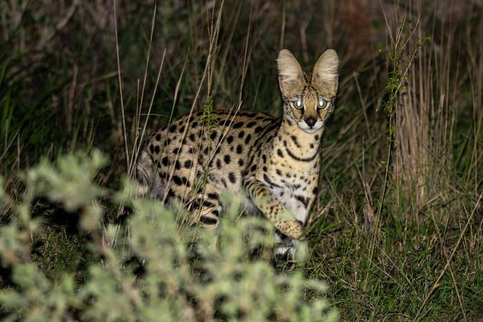 Serval © Carole and David Clarke, February 2026 tour