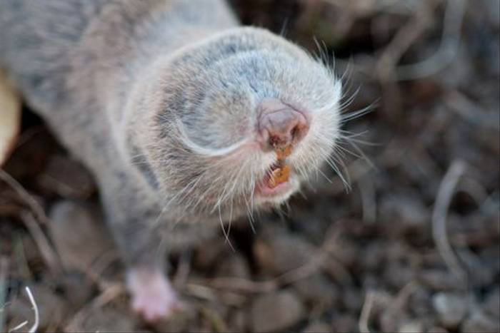 Hungarian Mole Rat (Jon Stokes)