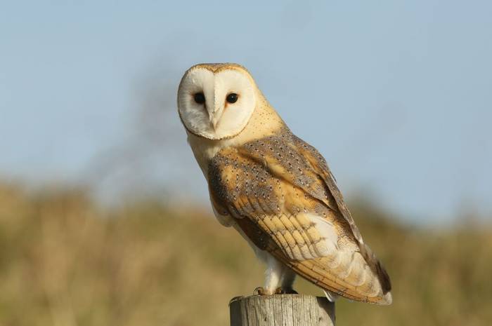 Barn Owl shutterstock_499042342.jpg