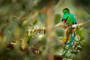 Resplendant Quetzal, Costa Rica shutterstock_1148895743.jpg
