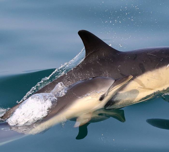 Common Dolphins (Tom Brereton).jpg