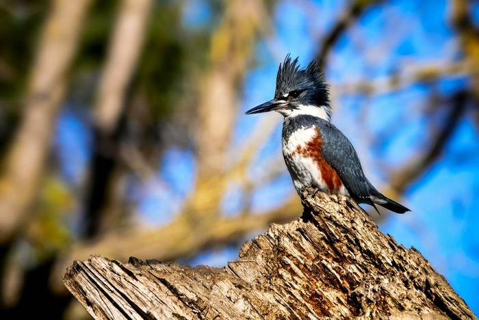 Belted Kingfisher shutterstock_240852262.jpg