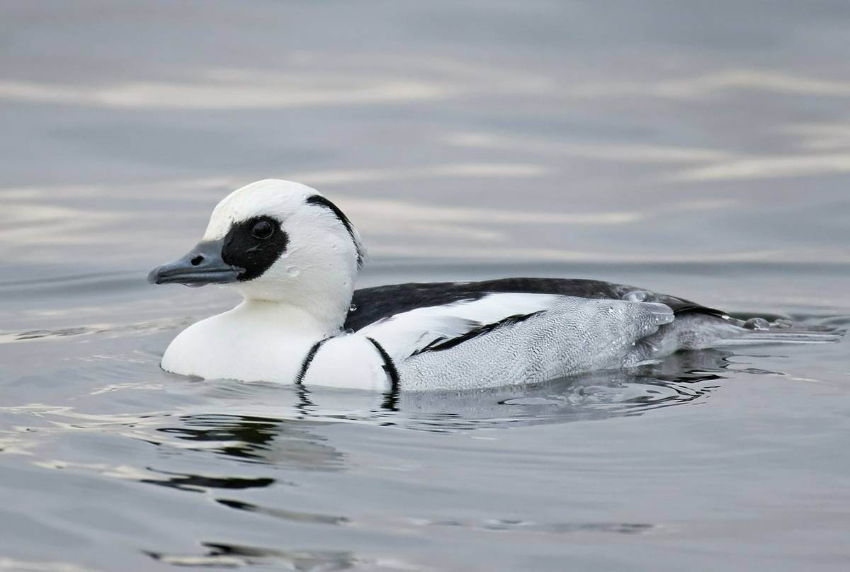 Smew