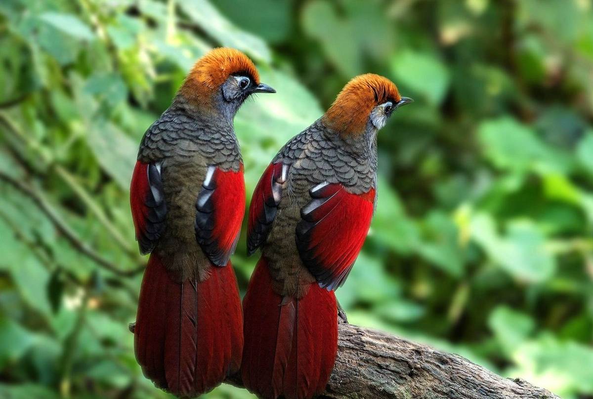Red Tailed Laughing Thrush Shutterstock 492354373