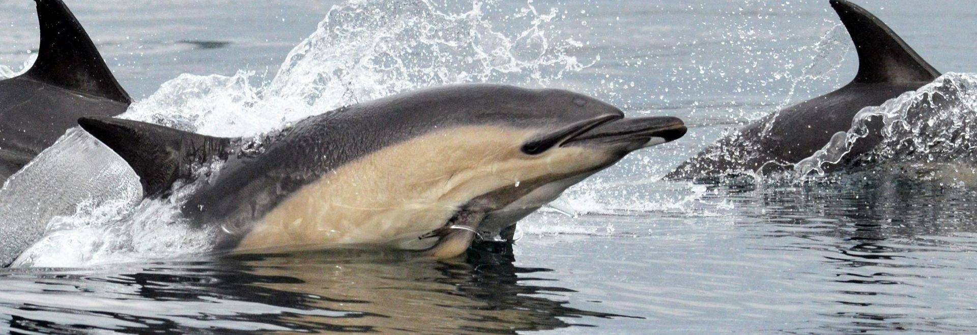 Short-beaked Common Dolphins, Scotland shutterstock_127642808.jpg