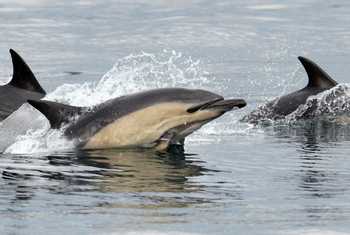 Short-beaked Common Dolphins, Scotland shutterstock_127642808.jpg