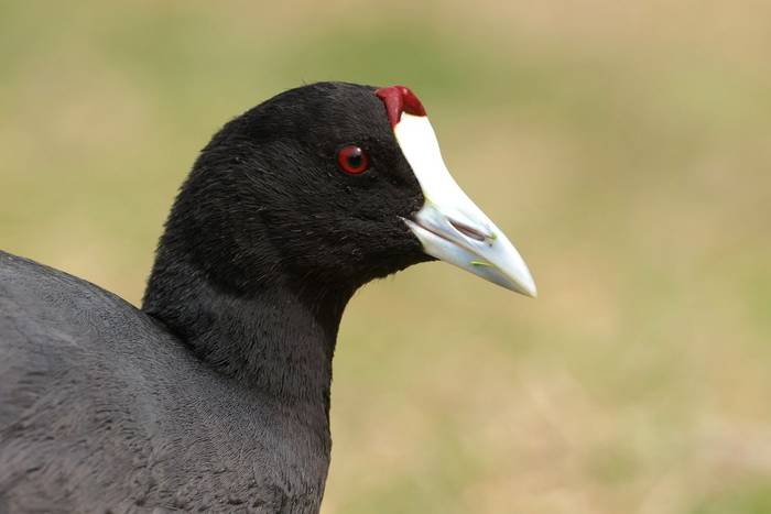 Red-knobbed Coot © Dave Jackson, April 2024 tour