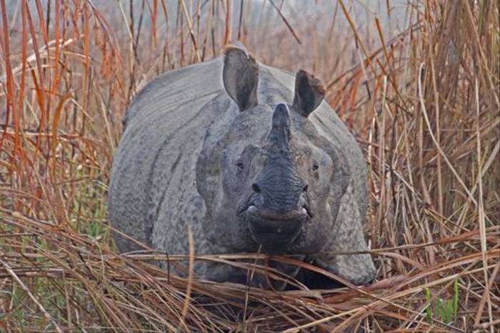 Indian One-horned Rhinoceros, Kaziranga National Park (Paul Stanbury)
