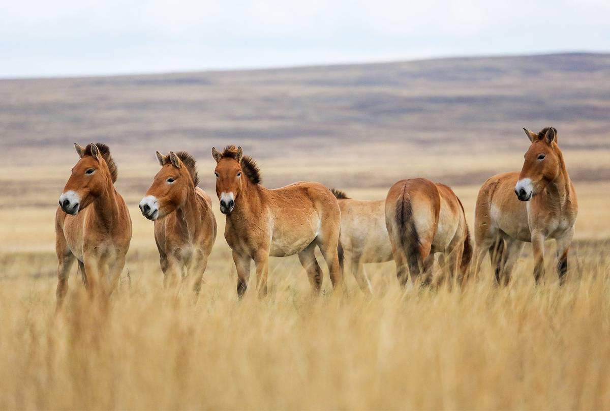 Przewalski’s-Horses-shutterstock_644660326.jpg