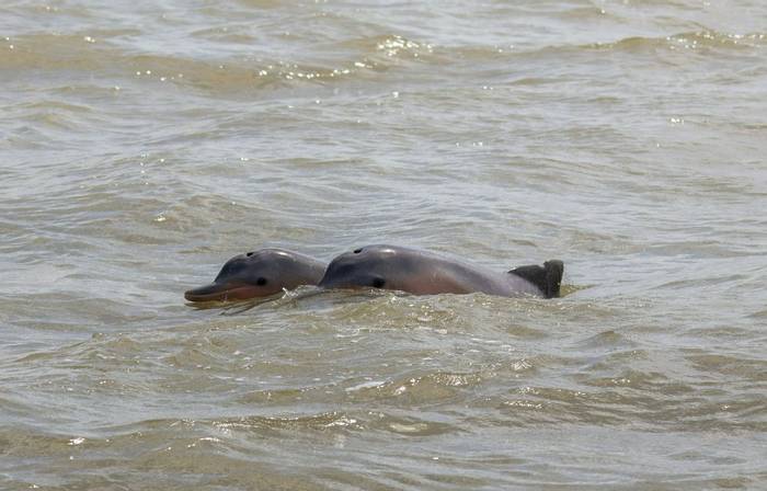 Guiana Dolphin, Commewijne River, Suriname shutterstock_2398030791.jpg