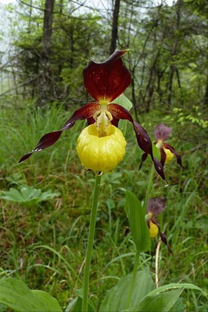 Lady's Slipper Orchid, Cypripedium calceolus (Dawn nelson)