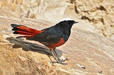 White-capped Water Redstart by Allan Hopkins