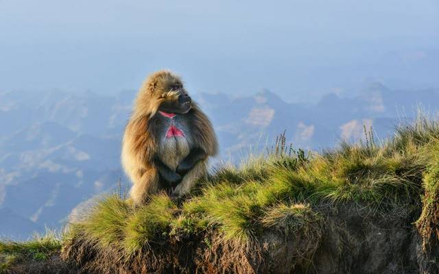 Gelada Baboon, Ethiopia Shutterstock 368346014