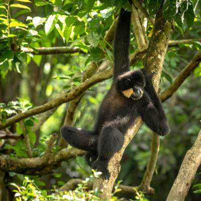 Yellow-cheeked Gibbon, Cambodia shutterstock_1266664114.jpg