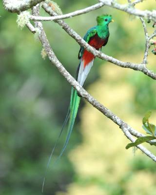 Resplendent Quetzal