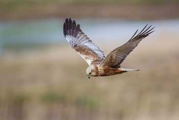 Marsh Harrier
