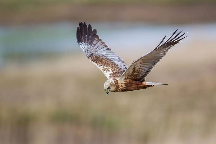 Marsh Harrier