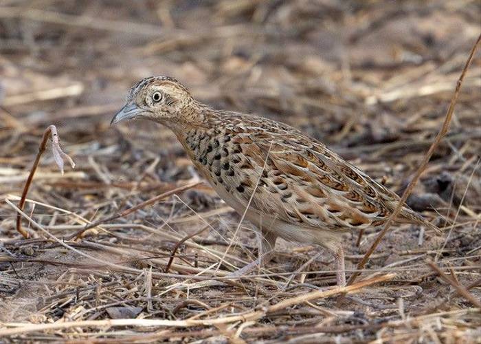 Common Buttonquail, Ian Curran.jpg