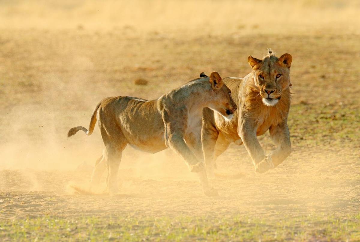 Lions, Namibia shutterstock_1335837962.jpg