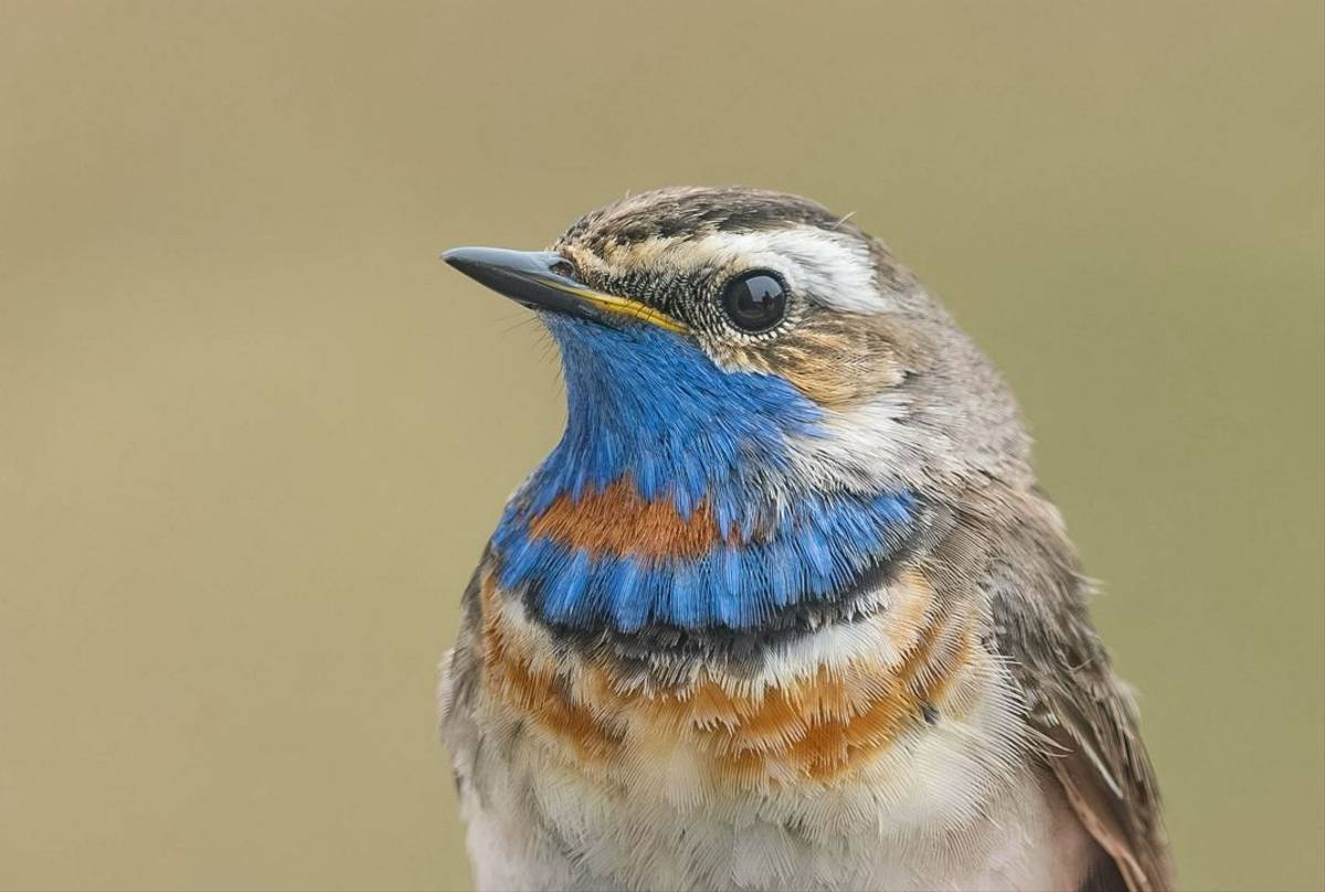 Fair Isle - Bluethroat (Tom Wright).jpg