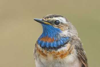 Fair Isle - Bluethroat (Tom Wright).jpg