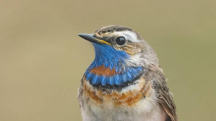 Fair Isle - Bluethroat (Tom Wright).jpg