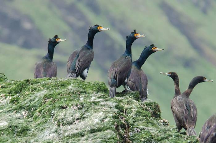 Red-faced Cormorants (Tim Melling).jpg