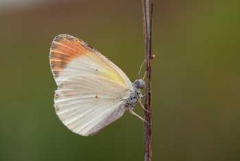 Desert Orange-tip, Spain shutterstock_2358663399.jpg