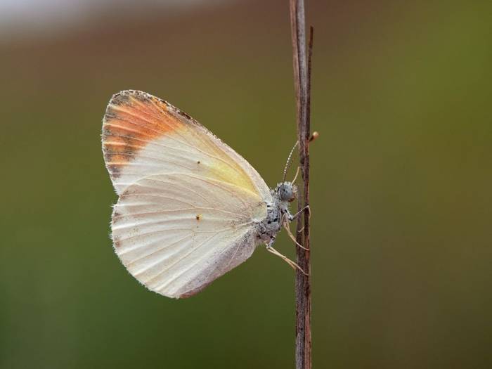 Desert Orange-tip, Spain shutterstock_2358663399.jpg